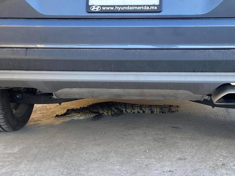 Encuentran cocodrilo debajo de un automóvil en las Américas