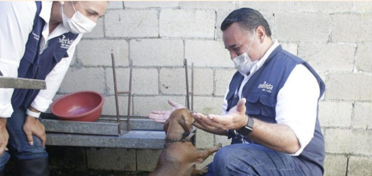 Anuncian tres domingos consecutivos de vacunación canina y felina gratuita