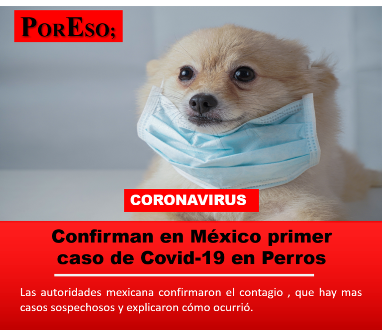 Tres perros en México dieron positivo por COVID-19