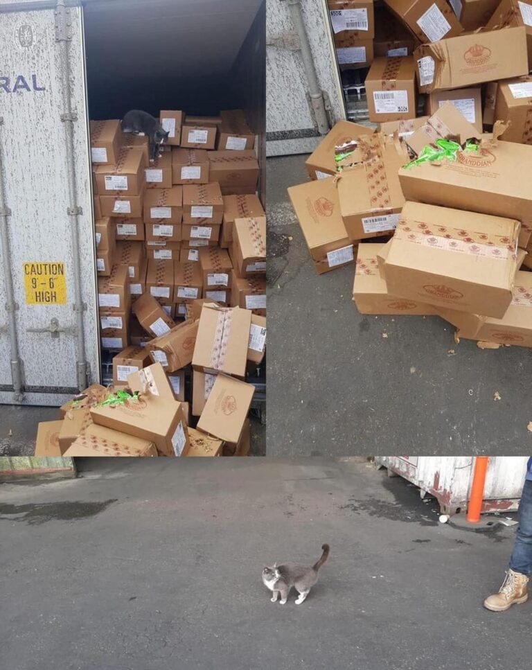 INCREÍBLE! GATO SOBREVIVE 3 SEMANAS DENTRO DE UN CONTENEDOR COMIENDO BOMBONES