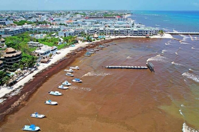 Sargazo invade costas de playa del Carmen, Quintana Roo. Preocupación por impacto económico