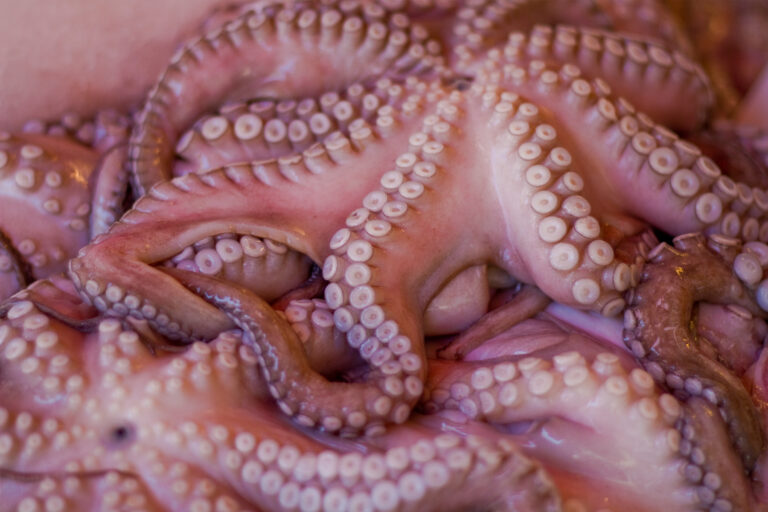 Incertidumbre por temporada de pulpo el Yucatán