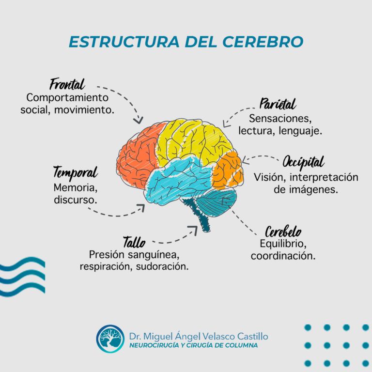 ¡Conoce tu cerebro!