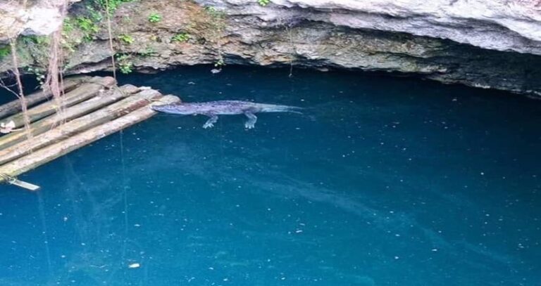 EL COCODRILO QUE VIVE EN EL “CENOTE AZUL” DEL ORIENTE DE YUCATÁN
