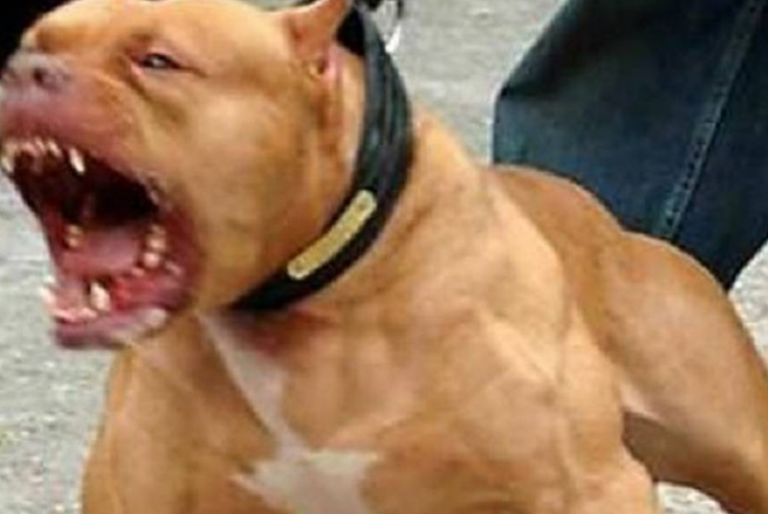 Perros pitbull atacan a adulto mayor con discapacidad en Ticul