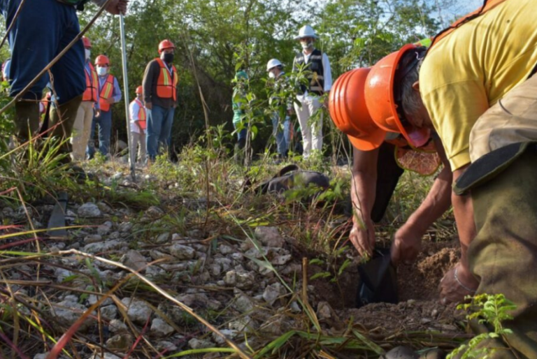 Tribunal revierte suspensión de obras del Tren Maya, organizaciones acusan peligro de flora y fauna