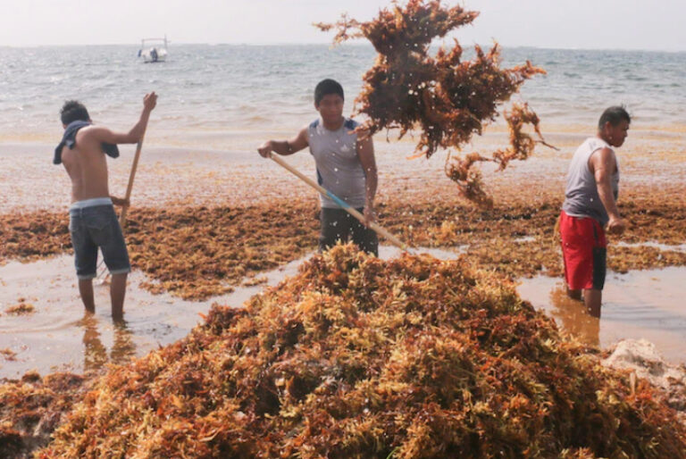 Semar fracasa en controlar el sargazo en las playas